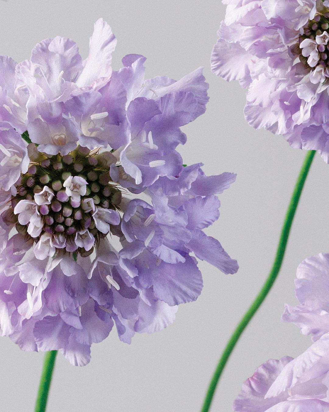 Banner image of violet scabiosa close up for the about page