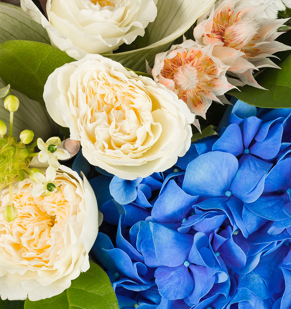 Close Up of O'Keeffe Blue Hydrangea and Rose Flower Bouquet by flannel flowers