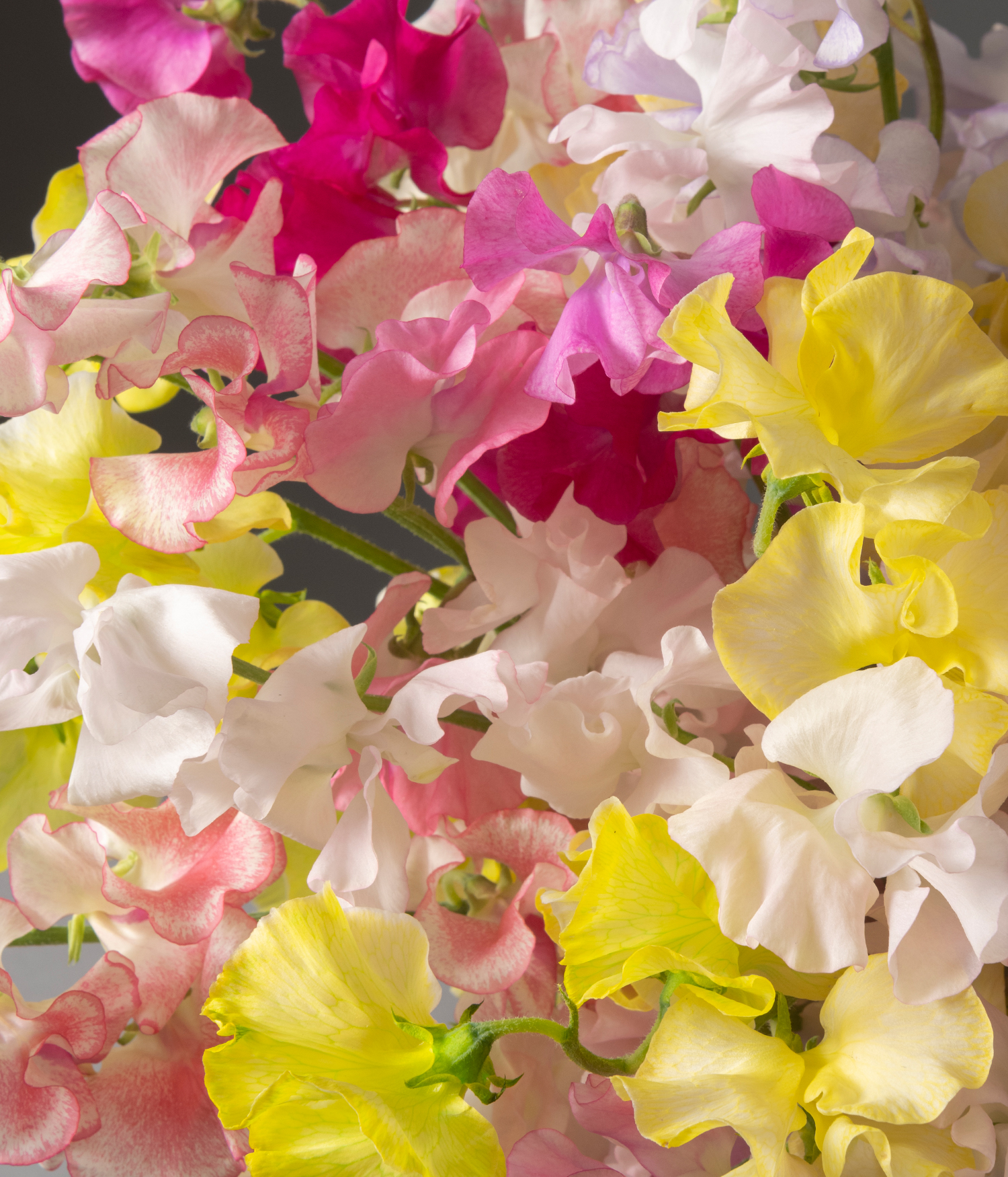 Detail of Sweet Pea Valentine's flower bouquet by flannel flowers florist